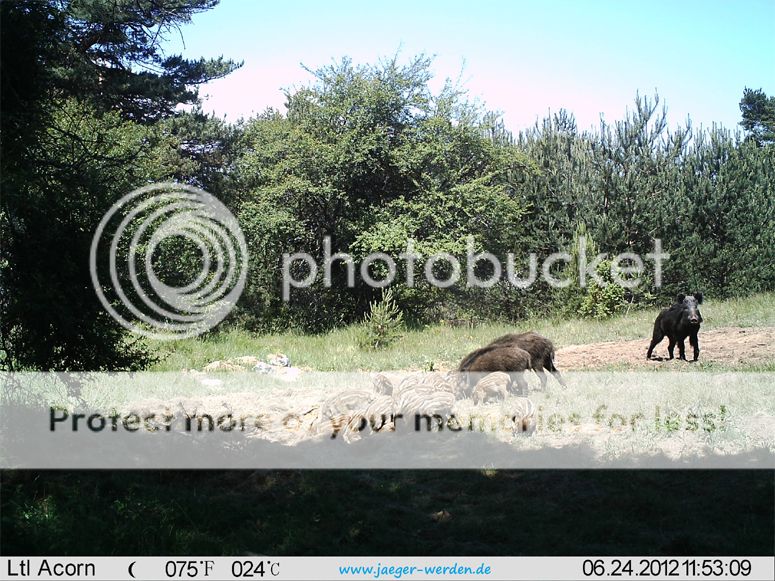 Wildkamera Fotofalle Überwachungskamera Infrarotkamera Spion Kamera